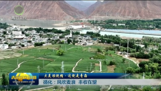 大美短视频·这就是青海 循化：风吹麦浪 丰收在望