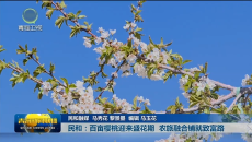 【市州县传真】民和：百亩樱桃迎来盛花期 农旅融合铺就致富路