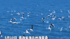 青海湖北岸迎来最佳观鸟季 斑头雁 棕头鸥等候鸟翔集