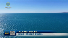 大美短视频·这就是青海 青海湖：碧波万顷 和谐共生