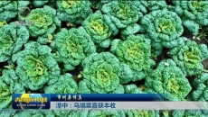 【市州县传真】湟中：乌塌菜喜获丰收