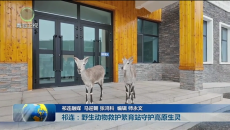 市州县传真 祁连：野生动物救护繁育站守护高原生灵