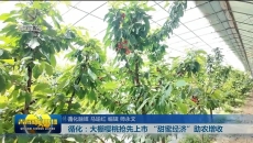 循化：大棚樱桃抢先上市“甜蜜经济”助农增收