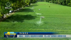 市州县传真 循化：抢抓小麦灌浆关键期 无人机飞防助力夏粮丰收