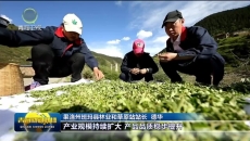 “三色班玛”茶香四溢 特色产业赋能乡村振兴