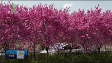 西宁城北：精修城市绿化 花海景区焕颜