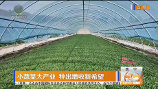 小蔬菜大产业 种出增收新希望