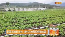 初夏采摘正当时 湟中冷凉蔬菜俏销全国