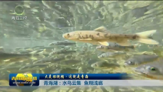 大美短视频·这就是青海 青海湖：水鸟云集 鱼翔浅底