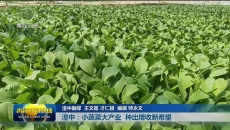 湟中：小蔬菜大产业 种出增收新希望
