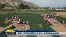 【市州县传真】海东：高原冷凉蔬菜丰产增收 实干赋能产业发展