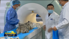 【美丽中国青海行】青海：精准救护珍稀野生动物 守护高原生物多样性