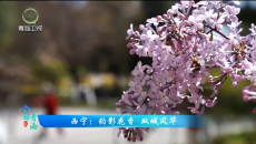 今日青海 20260609 西宁：豹影花香 双城风华