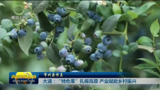 大通：“特色果”扎根高原 产业赋能乡村振兴