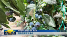 市州县传真 民和蓝莓喜获丰收
