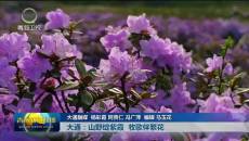 大美短视频·这就是青海 大通：山野绽紫霞 牧歌伴繁花
