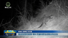 我省发现花面狸 填补灵猫科野生动物分布空白