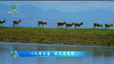 今日青海 20260625 以天路为卷 绘高原青绿