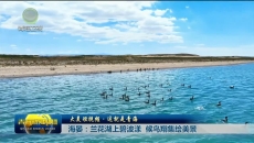 大美短视频·这就是青海 海晏：兰花湖上碧波漾候鸟翔集绘美景