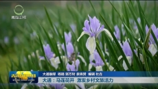 【市州县传真】大通：马莲花开 激发乡村文旅活力