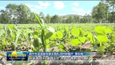 湟源：荷兰豆铺就致富路