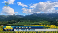 大美短视频·这就是青海 大通：大地流金 梯田如画