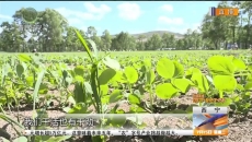 荷兰豆铺就致富路