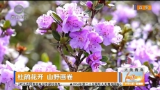 杜鹃花开 山野画卷