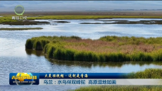 【大美短视频·这就是青海】乌兰：水鸟伴双峰驼 高原湿地如画