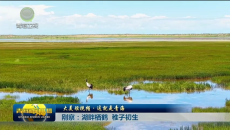 大美短视频·这就是青海 刚察：湖畔栖鹤 稚子初生