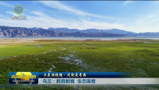 大美短视频·这就是青海 乌兰：鹤育新雏 生态画卷