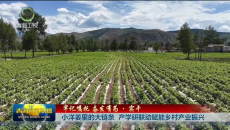 牢记嘱托 奋发有为·实干 小洋姜里的大链条 产学研联动赋能乡村产业振兴