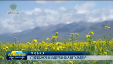 市州县传真 门源县29万亩油菜开启无人机飞防管护
