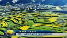 【大美短视频·这就是青海】循化：油菜花次第绽放 踏青赏花正当时
