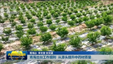 青海出台工作细则 从源头提升中药材质量