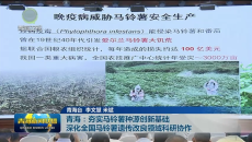 青海：夯实马铃薯种源创新基础 深化全国马铃薯遗传改良领域科研协作