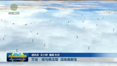 【大美短视频·这就是青海】茫崖：候鸟栖戈壁 湿地焕新生