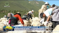 【市州县传真】祁连首批100吨优质羊毛直销山东