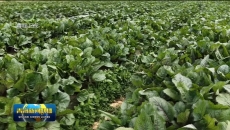 【市州县传真】互助：冷链专线助力冷凉蔬菜出省