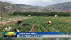 循化县2.5万亩线辣椒丰收