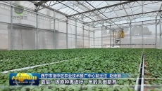 【市州县传真】湟中：健全四级繁育体系 筑牢马铃薯种源安全屏障