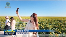 【在希望的田野上】戈壁花开引客来 德令哈万亩向日葵绘就农旅新图景