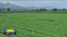 海东：上半年高原冷凉蔬菜出口超2500吨 同比增长40%
