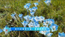 今日青海 20260811 我们的国家公园：爱在天地间