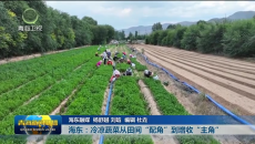 海东：冷凉蔬菜从田间“配角”到增收“主角”