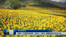 市州县传真 民和：七里花海创新“赏花+”模式 暑期旅游市场活力足
