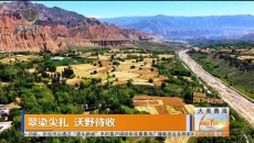 翠染尖扎 沃野待收