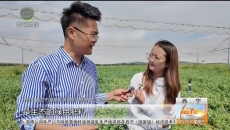 高原好物走四方 冷凉蔬菜成特色