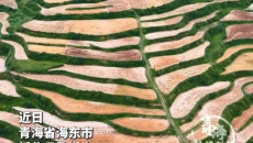 山野秋意浓！梯田层叠收新麦 松影漫山绘秋光
