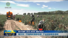 在希望的田野上 格尔木：万亩枸杞喜获丰收 产业赋能助农增收